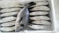 ДОРАДО (SEA BREAM)